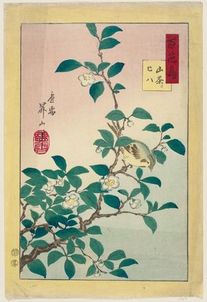早川松山: from the series One Hundred Birds and Flowers (Hyakkachô) - ボストン美術館