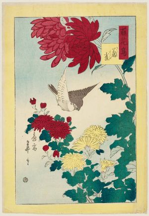 早川松山: Chrysanthemums and Sparrow (Kiku, suzume), from the series One Hundred Birds and Flowers (Hyakkachô) - ボストン美術館