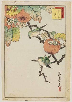 Nakayama Sûgakudô: No. 35, Japanese White-eye and Persimmon (Mejiro kaki), from the series Forty-eight Hawks Drawn from Life (Shô utsushi yonjû-hachi taka) - ボストン美術館