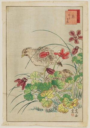 Nakayama Sûgakudô: No. 9 from the series Forty-eight Hawks Drawn from Life (Shô utsushi yonjû-hachi taka) - ボストン美術館