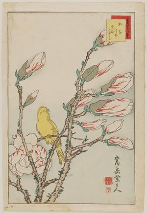 Nakayama Sûgakudô: No. 8 from the series Forty-eight Hawks Drawn from Life (Shô utsushi yonjû-hachi taka) - Museum of Fine Arts