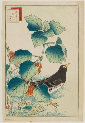 Nakayama Sûgakudô: No. 33 from the series Forty-eight Hawks Drawn from Life (Shô utsushi yonjû-hachi taka) - Museum of Fine Arts