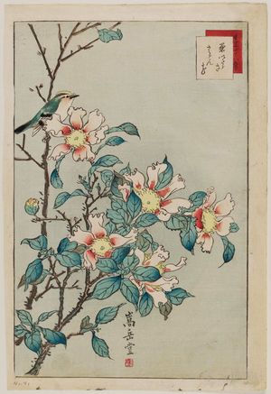 Nakayama Sûgakudô: No. 41 from the series Forty-eight Hawks Drawn from Life (Shô utsushi yonjû-hachi taka) - Museum of Fine Arts