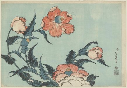 葛飾北斎: Poppies, from an untitled series known as Large Flowers - ボストン美術館