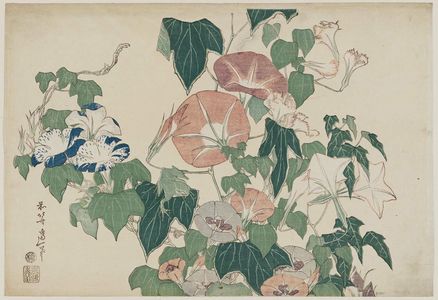 葛飾北斎: Morning Glories and Tree Frog, from an untitled series known as Large Flowers - ボストン美術館