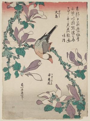葛飾北斎: Java Sparrow on Magnolia (Bunchô, kobushi no hana), from an untitled series known as Small Flowers - ボストン美術館