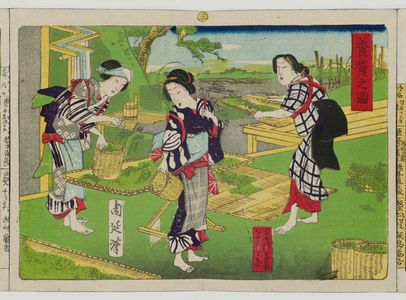 豊原周延: Album of Ten Prints Illustrating Sericulture: Feeding Silkworms - ボストン美術館