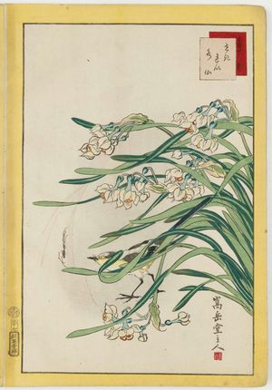 Nakayama Sûgakudô: No. 37, Wagtail and Narcissus (Sekirei suisen), from the series Forty-eight Hawks Drawn from Life (Shô utsushi yonjû-hachi taka) - ボストン美術館