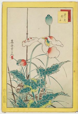Nakayama Sûgakudô: No. 16, Sparrows and Poppies (Suzume keshi), from the series Forty-eight Hawks Drawn from Life (Shô utsushi yonjû-hachi taka) - ボストン美術館