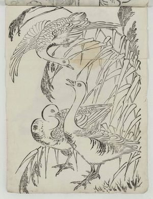 Unknown, 無款 (Artist Unknown, Japanese)による浮世絵「Wild Geese」