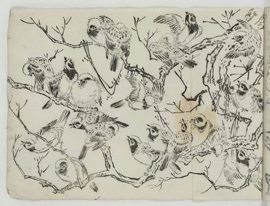 Unknown, 無款 (Artist Unknown, Japanese)による浮世絵「Flock of Sparrows in Tree」