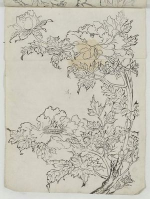 Unknown, 無款 (Artist Unknown, Japanese)による浮世絵「Peonies」