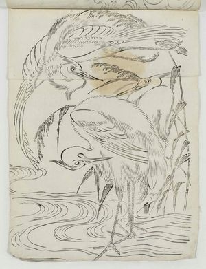 Unknown: Egrets - Museum of Fine Arts