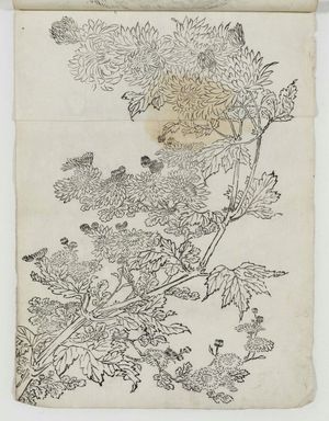 Unknown: Chrysanthemums - Museum of Fine Arts