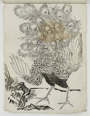 Unknown: Peacock - Museum of Fine Arts