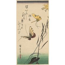 Utagawa Hiroshige: Butterflies - Museum of Fine Arts