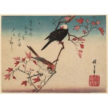 Utagawa Hiroshige: Sparrow and White-headed Bird on Maple Branch - Museum of Fine Arts