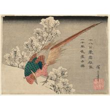 Utagawa Hiroshige: Golden Pheasant and Snow-Covered Pine - Museum of Fine Arts