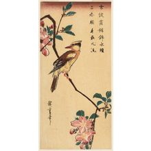 Utagawa Hiroshige: Oriole on a Branch of Mountain Cherry - Museum of Fine Arts