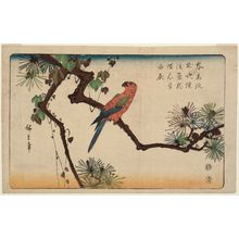 歌川広重: Macaw on Pine Branch - ボストン美術館