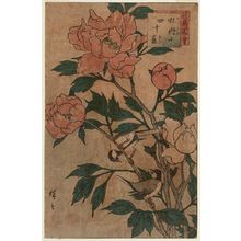 三代目歌川広重: Botan And Manchurian Great Tit (Botan ni shijûkara), from the series Flower and Bird Pictures (Kachô zue) - ボストン美術館