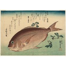 歌川広重: Sea Bream and Sansho Pepper, from an untitled series known as Large Fish - ボストン美術館
