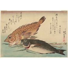 歌川広重: Scorpionfish, Isaki, and Ginger, from an untitled series known as Large Fish - ボストン美術館