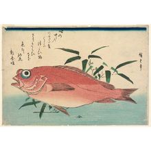 Utagawa Hiroshige: Goggle-eyed Sea Bream and Bamboo Grass, from an untitled series known as Large Fish - Museum of Fine Arts