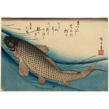 歌川広重: Carp, from an untitled series known as Large Fish - ボストン美術館