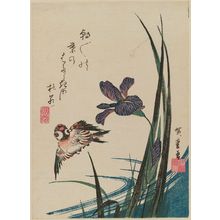Utagawa Hiroshige: Sparrow and Iris - Museum of Fine Arts