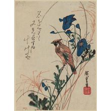 歌川広重: Oriole and Autumn Flowers - ボストン美術館