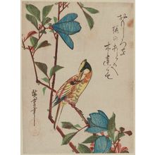 歌川広重: Magnolia and Black-naped Oriole - ボストン美術館