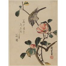 Utagawa Hiroshige: Bird on Camellia Branch - Museum of Fine Arts