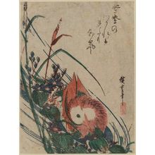 Utagawa Hiroshige: Mandarin Duck and Mizu-aoi - Museum of Fine Arts