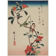Utagawa Hiroshige: Birds on Camellia Branch - Museum of Fine Arts