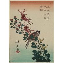 歌川広重: Bird and Wild Chrysanthemums - ボストン美術館