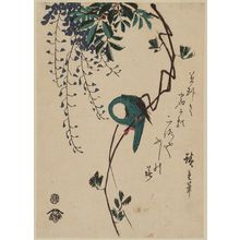 Utagawa Hiroshige: Bird on Wisteria Vine - Museum of Fine Arts