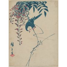 Utagawa Hiroshige: White-headed Bird on Wisteria Vine - Museum of Fine Arts