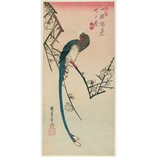 Utagawa Hiroshige: Long-tailed Bird on Flowering Plum Branch - Museum of Fine Arts