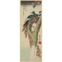 Utagawa Hiroshige: Peacock in a Maple Tree - Museum of Fine Arts