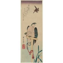 Utagawa Hiroshige: Falcon on Perch, Sparrow, and Narcissus - Museum of Fine Arts