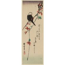Utagawa Hiroshige: White-headed Bird on Maple Branch - Museum of Fine Arts