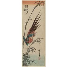 Utagawa Hiroshige: Golden Pheasant and Bamboo - Museum of Fine Arts