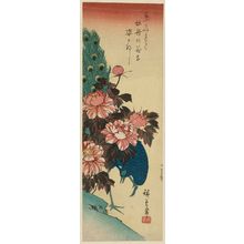 日本版画 "Peacock and Peonies" 由 Utagawa Hiroshige, 歌川広重 (Utagawa Hiroshige I) 创作