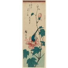 Utagawa Hiroshige: Bluebird and Hibiscus - Museum of Fine Arts