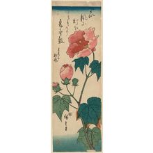 Utagawa Hiroshige: Hibiscus - Museum of Fine Arts