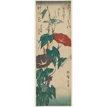 Utagawa Hiroshige: Morning Glories - Museum of Fine Arts