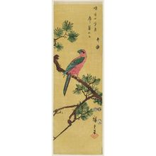 Utagawa Hiroshige: Macaw on Pine Branch - Museum of Fine Arts