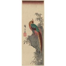 Utagawa Hiroshige: Golden Pheasant on Rock - Museum of Fine Arts