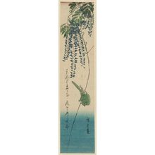 Utagawa Hiroshige: Japanese White-eye and Wisteria - Museum of Fine Arts